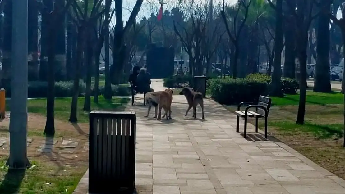 Ödemiş Ulus Meydanı'nda Köpekler Vatandaşları Tedirgin Ediyor