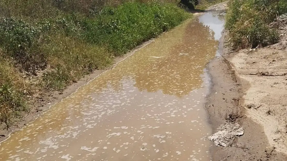 Ödemiş Umurbey'de Su İsrafı Göz Göre Göre: Vahşi Sulama Krizi Büyüyor
