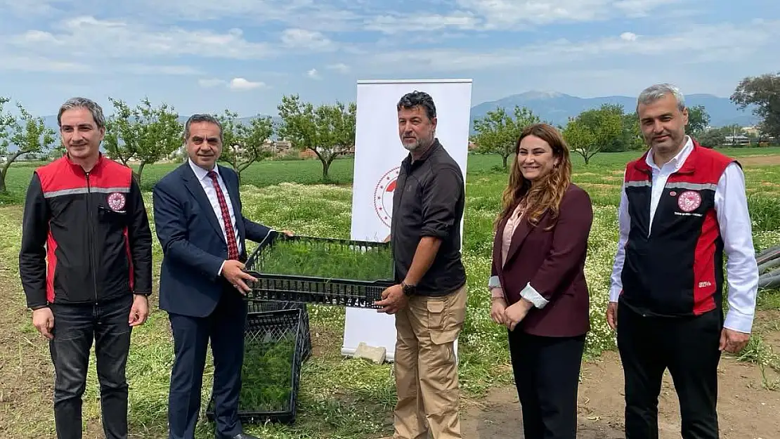 Ödemiş ve Tire'de Üreticiye 17 Bin Kuşkonmaz Fidesi Desteği