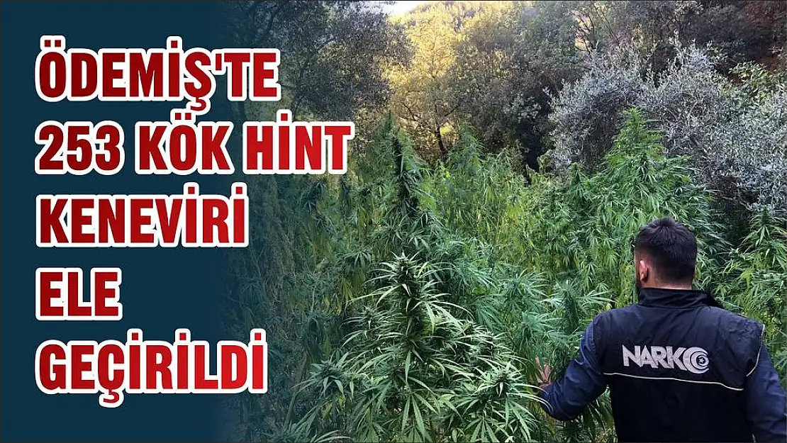 ÖDEMİŞ’TE 253 KÖK HİNT KENEVİRİ ELE GEÇİRİLDİ