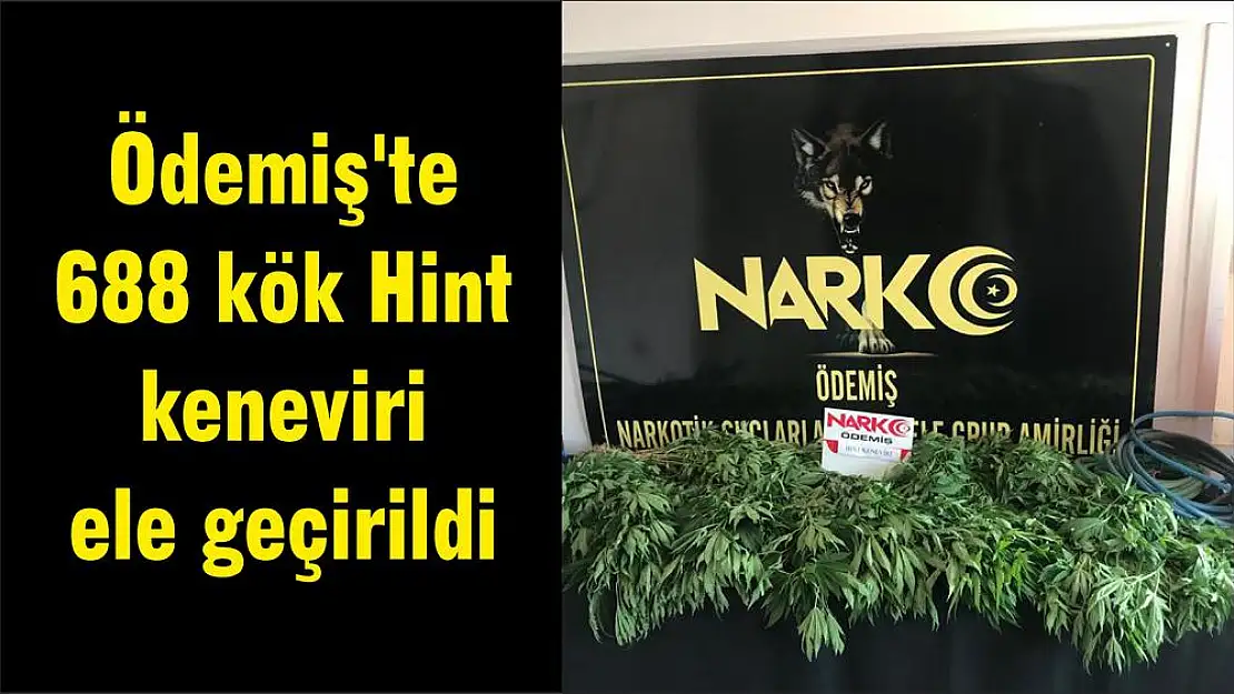 Ödemiş’te 688 kök Hint keneviri ele geçirildi