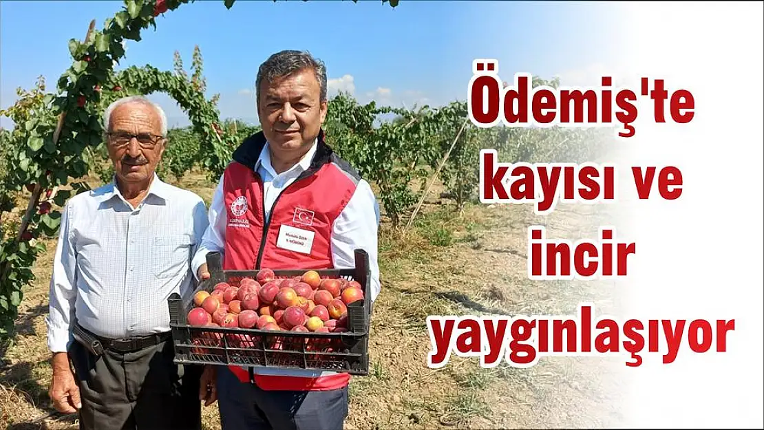 Ödemiş’te kayısı ve incir yaygınlaşıyor