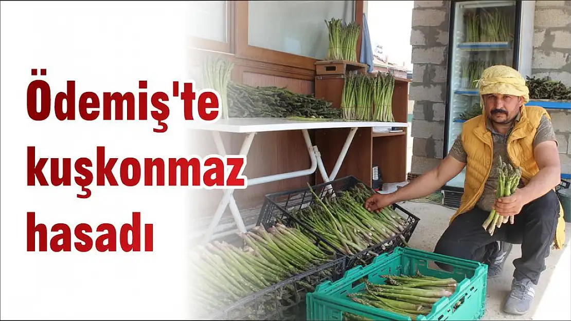Ödemiş’te kuşkonmaz hasadı