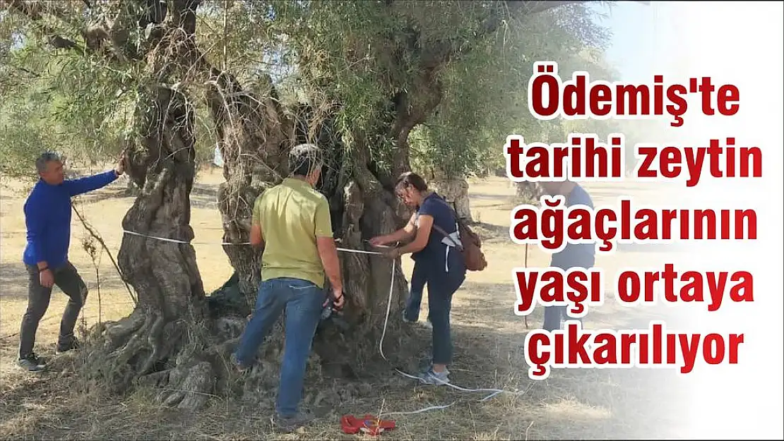 Ödemiş'te tarihi zeytin ağaçlarının yaşı ortaya çıkarılıyor