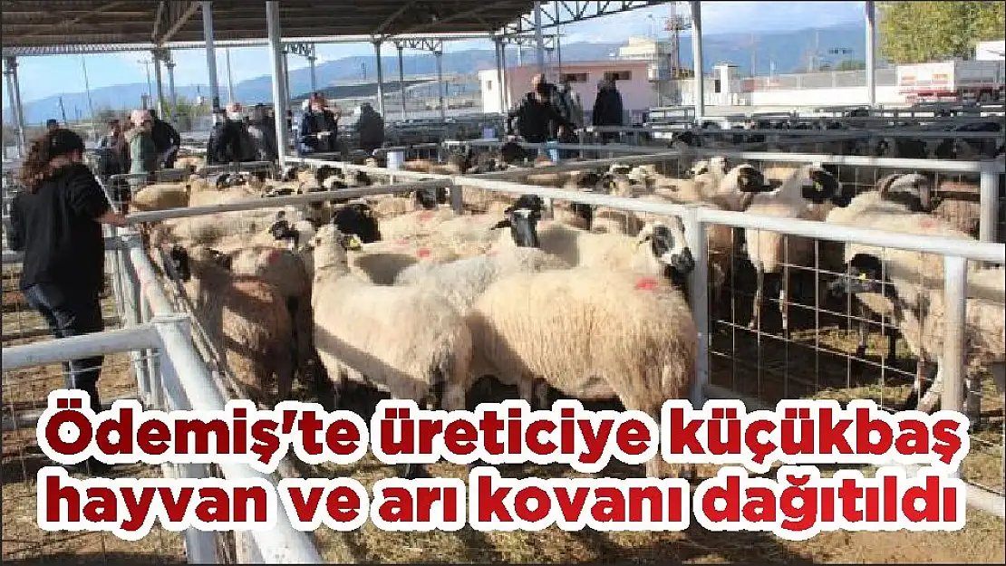 Ödemiş'te üreticiye küçükbaş hayvan ve arı kovanı dağıtıldı