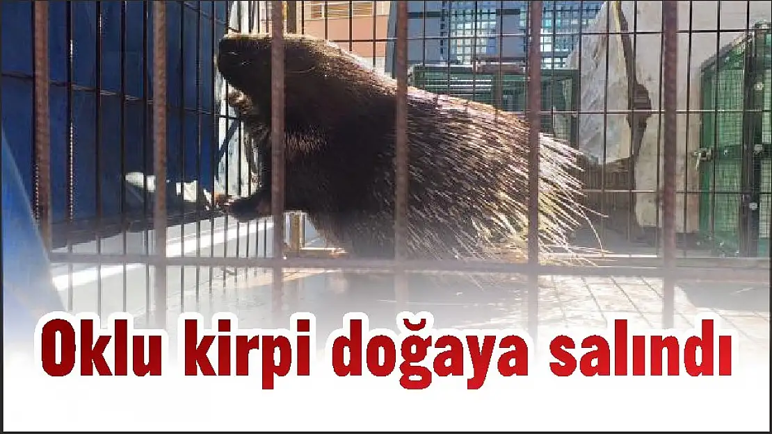 Oklu kirpi doğaya salındı