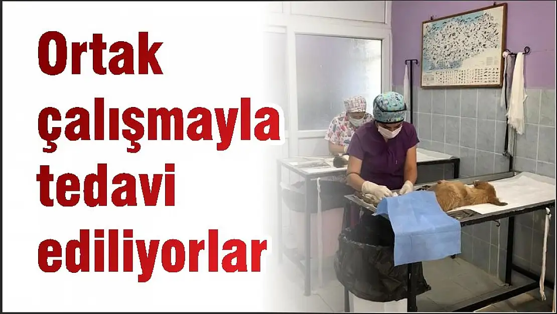 Ortak çalışmayla tedavi ediliyorlar