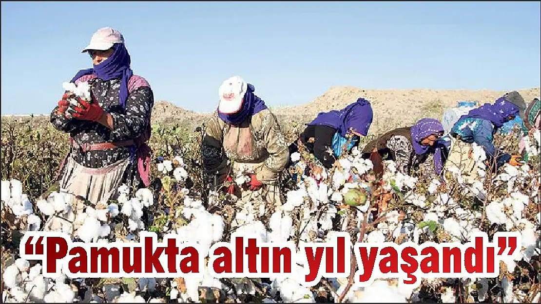 'Pamukta altın yıl yaşandı'