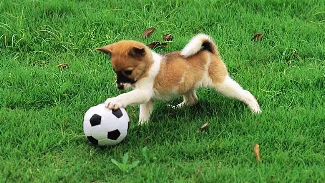 Rüyada köpek sahiplendiğini görmek ne anlama gelir?