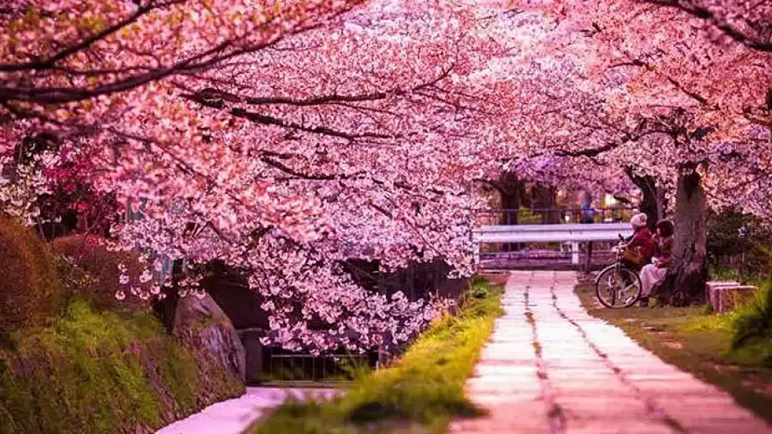 Sakura Festivali’nin vazgeçilmezi ‘Japon kiraz çiçeği’