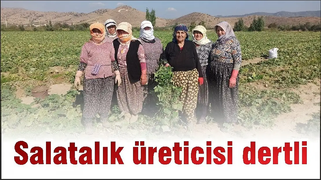 Salatalık üreticisi dertli