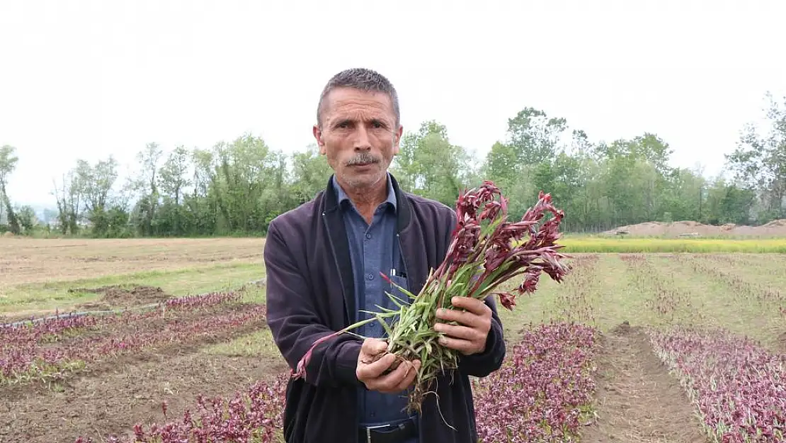 Salep hasadı başladı… Kilosu altınla yarışıyor