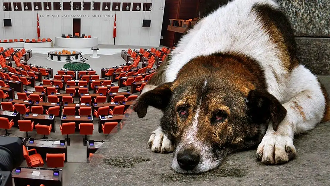 Sokak hayvanları düzenlemesi Meclis'ten geçerek yasalaştı