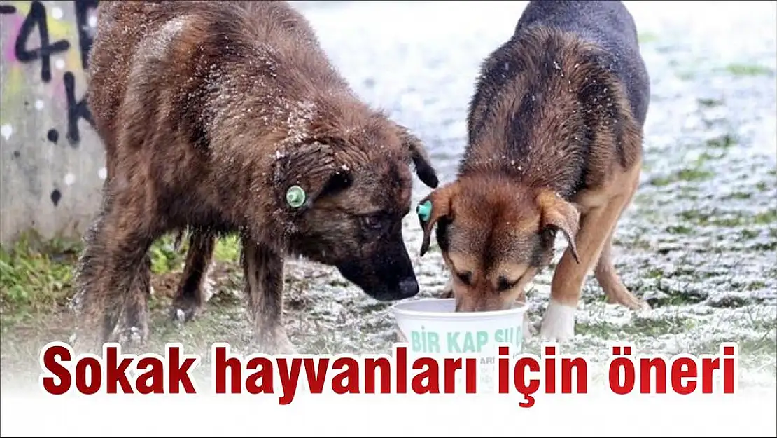 Sokak hayvanları için öneri