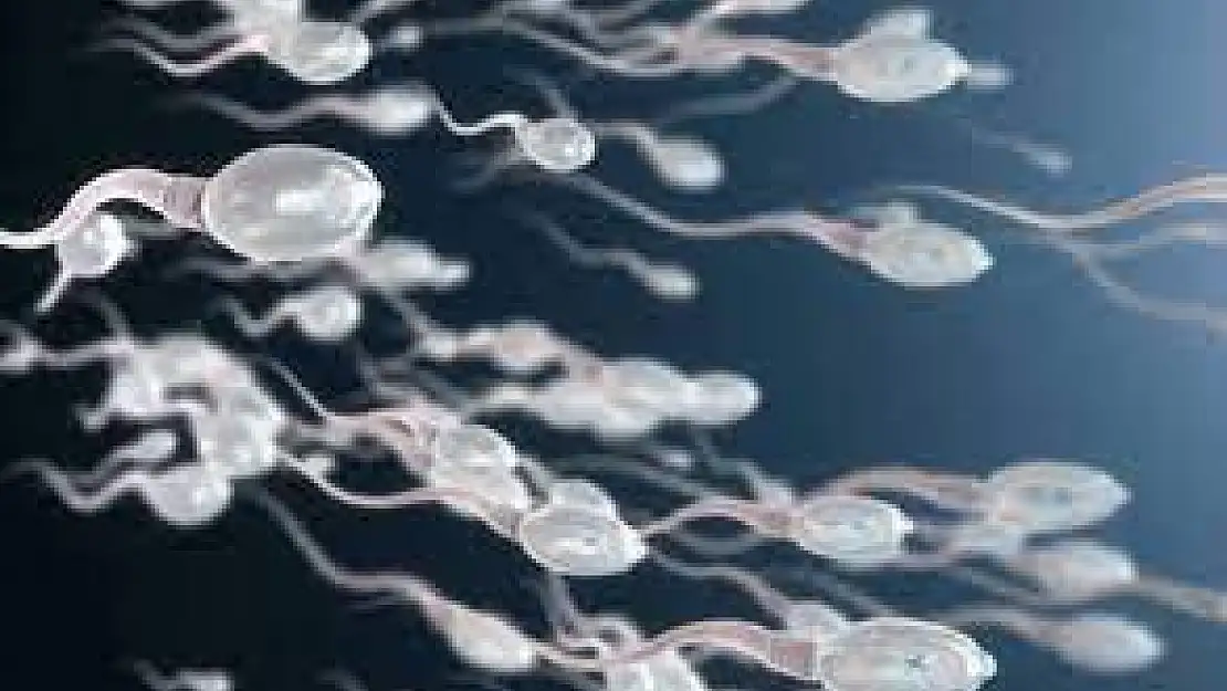 Sperm sayısını neler etkiler?