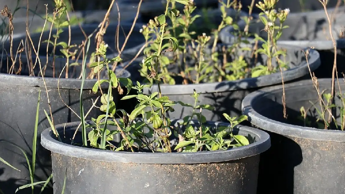 Stevia bitkisi üreten ziraat mühendisi, ürünün yaygınlaşması için çalışıyor