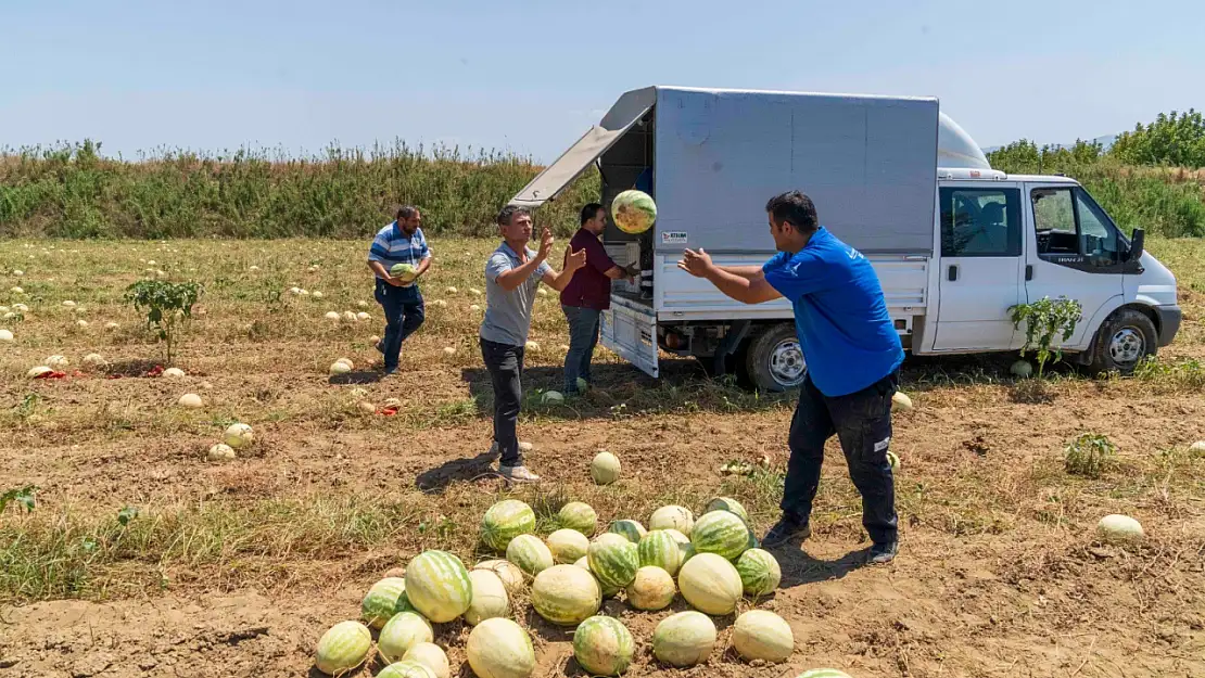 Tarlada Kalan Karpuzlar Hayvanlara Yiyecek Oldu