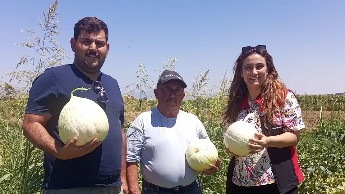 Tire'de Kavun, Domates ve Biber Hasatlarına Tarım Müdürlüğü Eşlik Etti