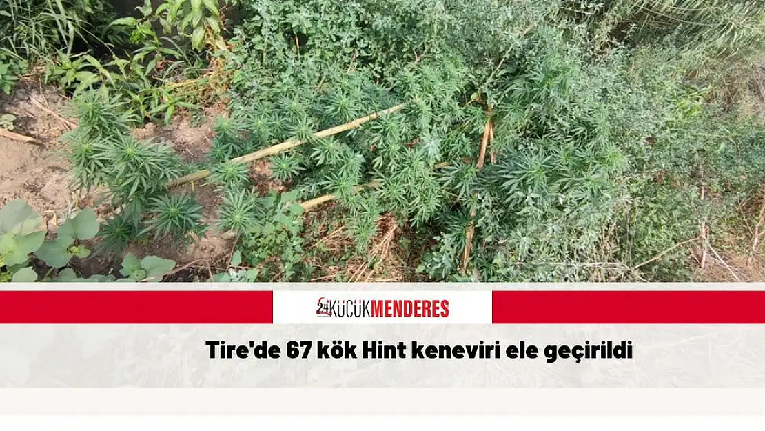 Tire’de 67 kök Hint keneviri ele geçirildi