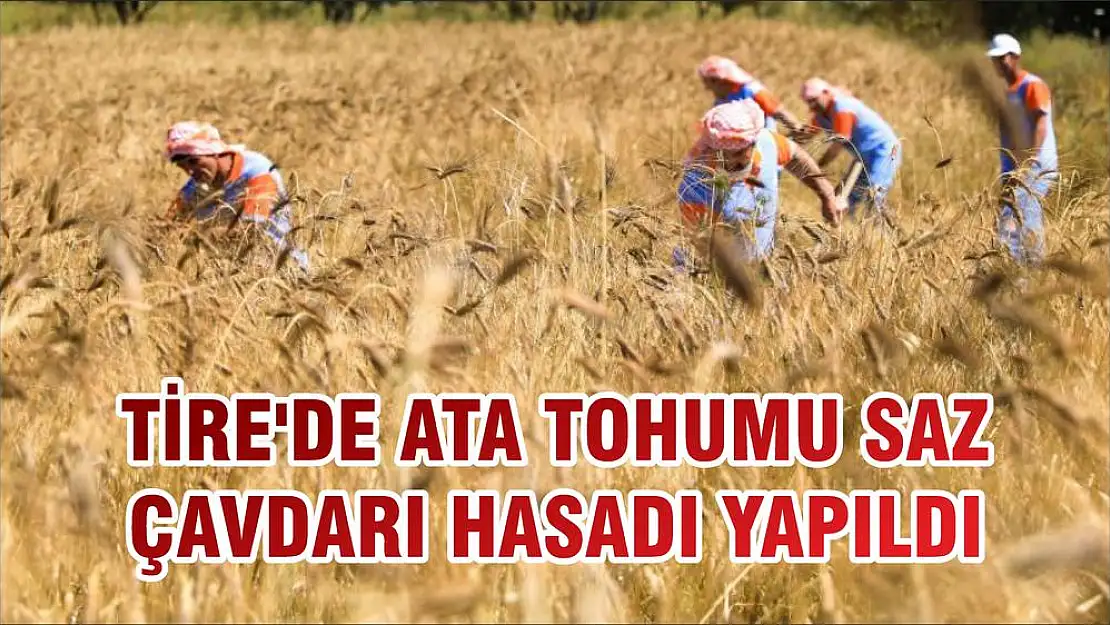 TİRE'DE ATA TOHUMU SAZ ÇAVDARI HASADI YAPILDI