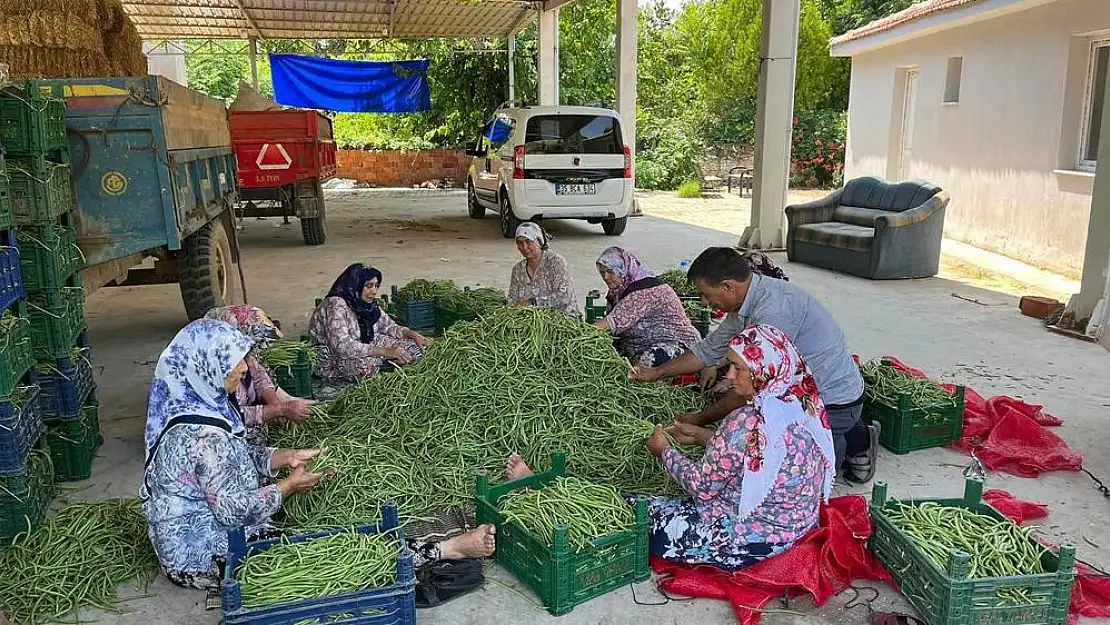 Tire’de börülce hasadı