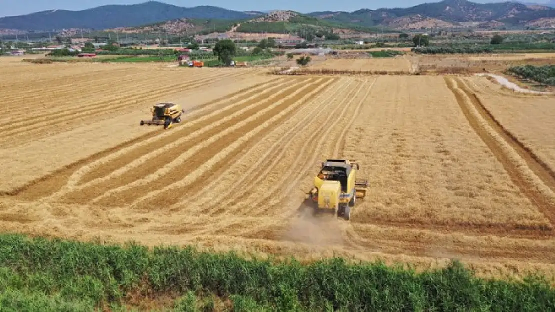 Torbalı Belediyesi, Kendi Tarlalarında Yetiştirdiği Buğdayı İhtiyaç Sahiplerine Dağıtıyor