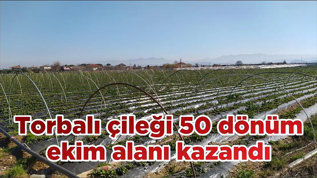 Torbalı çileği 50 dönüm ekim alanı kazandı