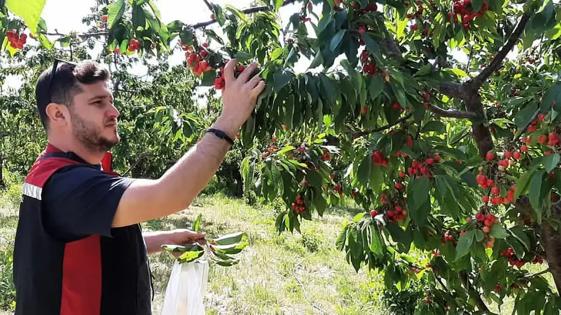 Torbalı'da Kiraz Bahçelerinde Monilya Denetimi