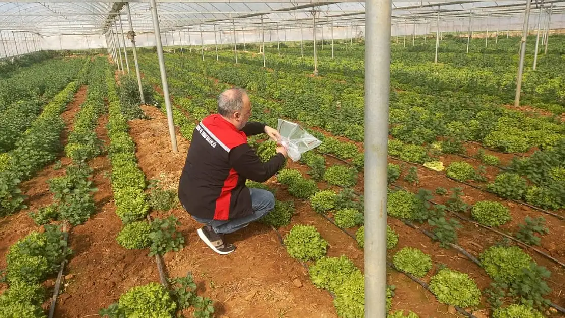 Torbalı'da Pestisit Denetimi: Üreticilerden Numune Alımı Gerçekleştirildi