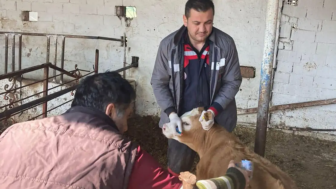 Torbalı'da Şap ve Bruselloz Aşılaması Devam Ediyor