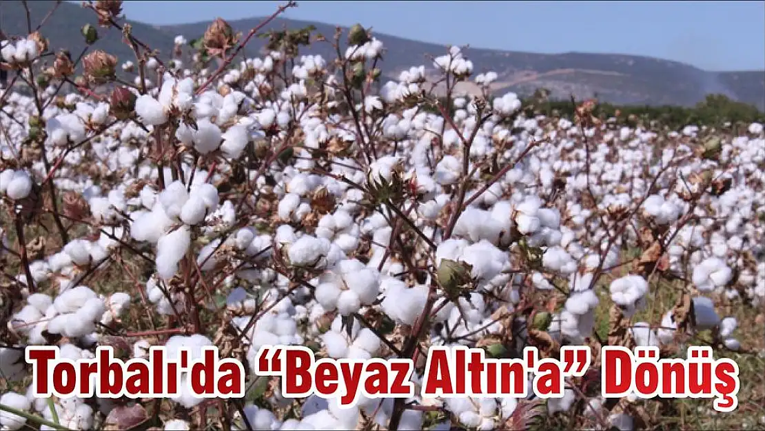 Torbalı'da 'Beyaz Altın'a' Dönüş