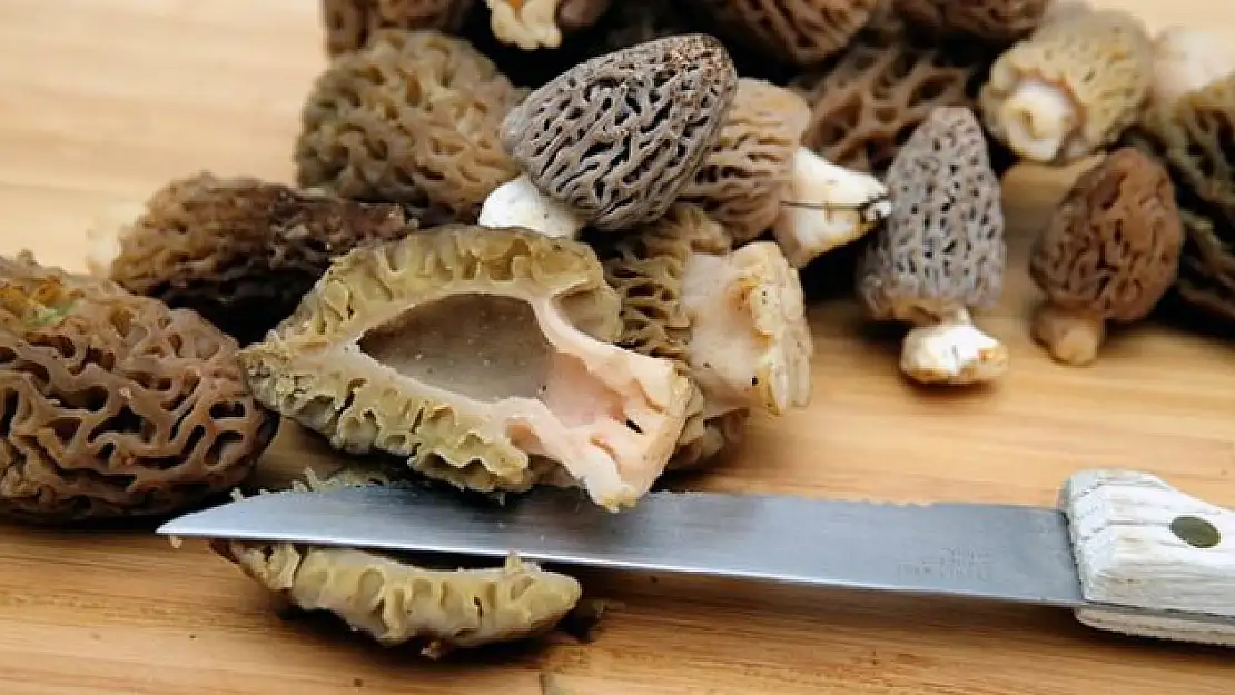Torbalı’da Kuzu Göbeği Mantarı Yüzleri Güldürdü