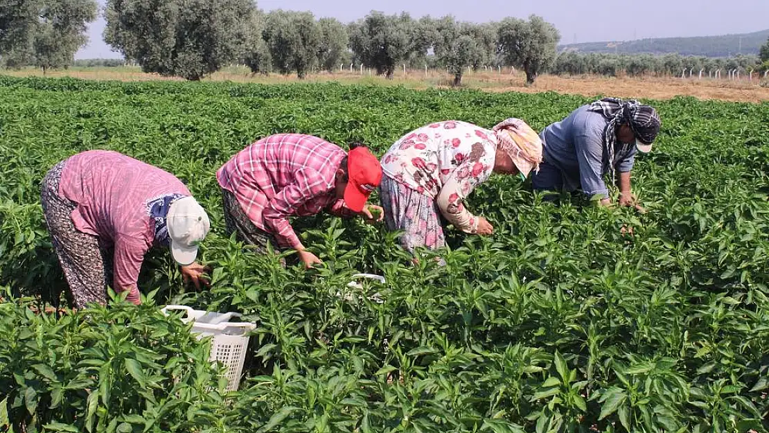 Torbalı'nın biberi,  Urfa'nın isotuna meydan okuyor