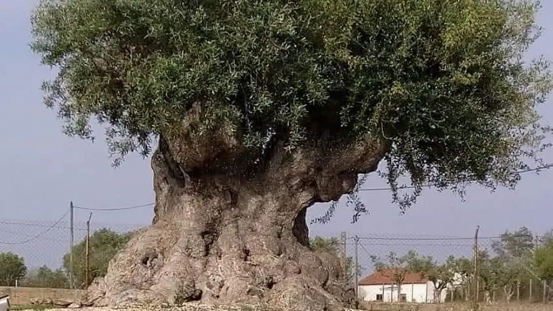 Türkiye'nin Geleceği Zeytin Ağacında mı? Stratejik Güç: Zeytin ve Zeytinyağı