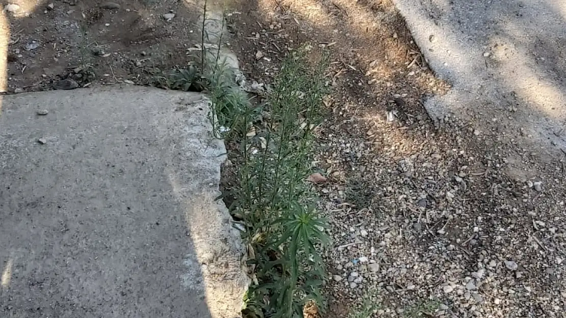 Türkmen Mahallesi Sakinlerinden Yol ve Kaldırım Sorununa Acil Çözüm Talebi