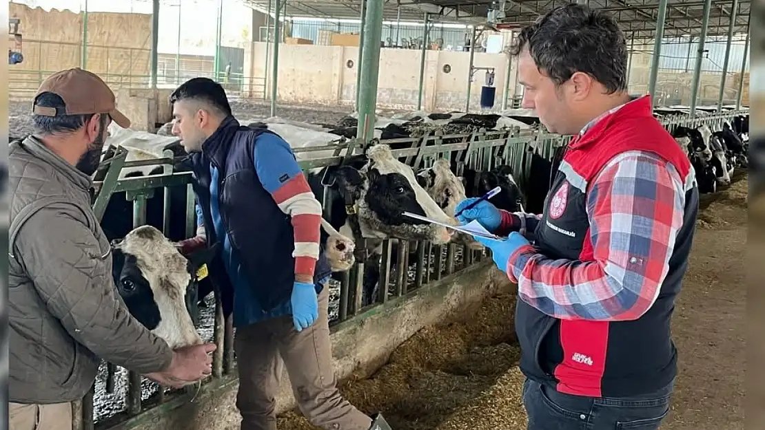 Üç Eylül Mahallesi'nde Büyükbaş Hayvanlara Tüberküloz Kontrolü