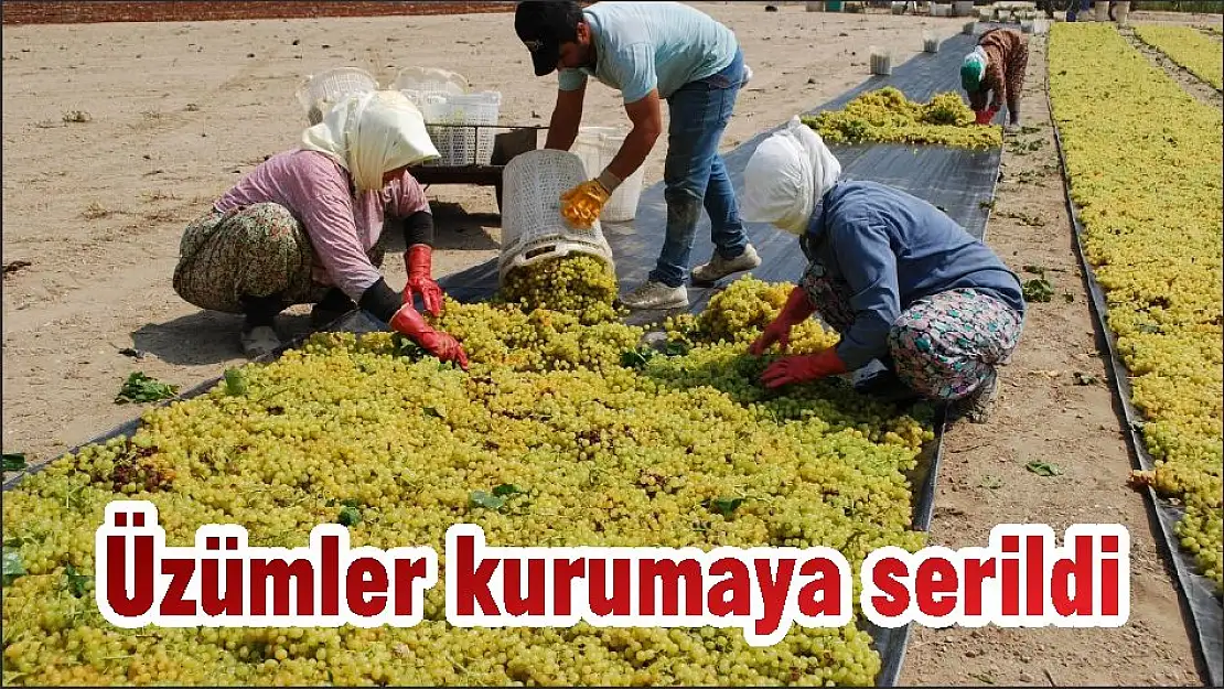 Üzümler kurumaya serildi