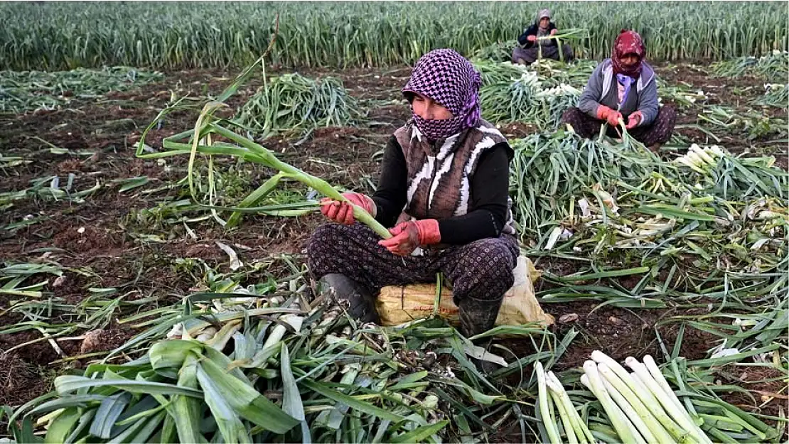 YAĞIŞLARIN GECİKMESİ KIŞLIK SEBZEDE REKOLTEYİ DÜŞÜRMEDİ