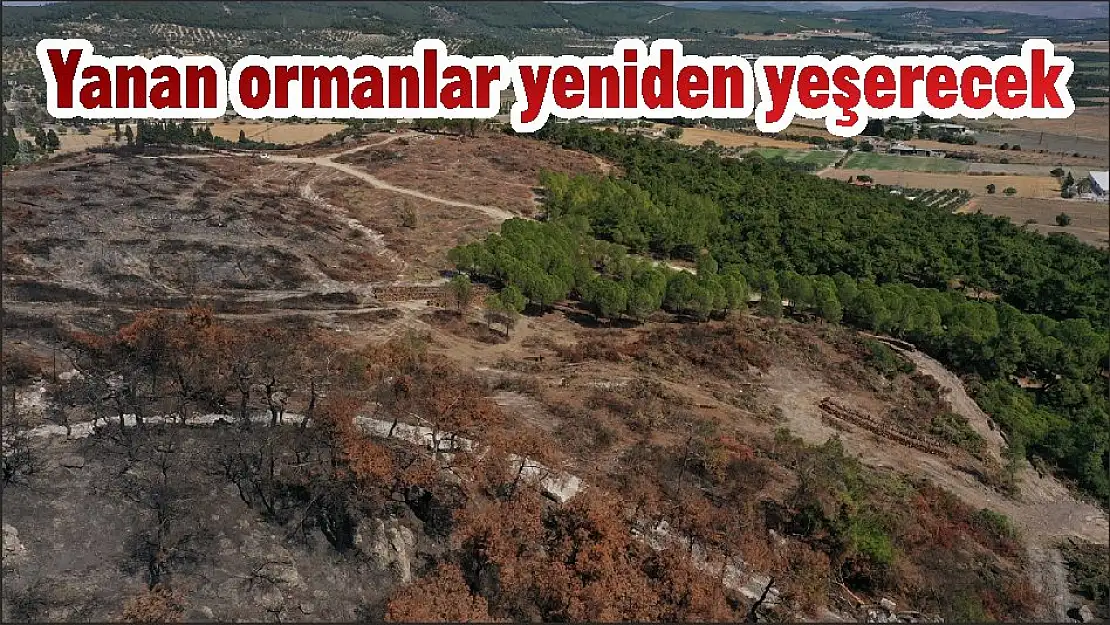 Yanan ormanlar yeniden yeşerecek