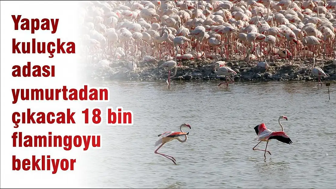 Yapay kuluçka adası yumurtadan çıkacak 18 bin flamingoyu bekliyor