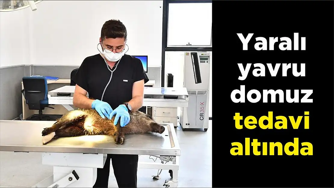 Yaralı yavru domuz tedavi altında