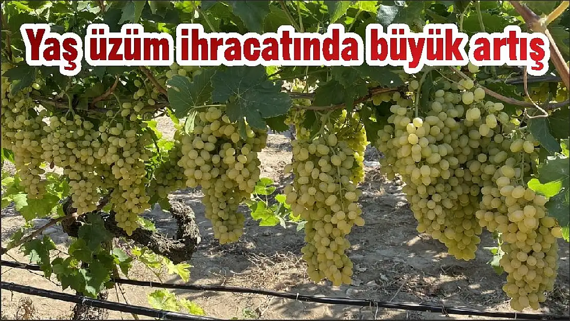 Yaş üzüm ihracatında büyük artış