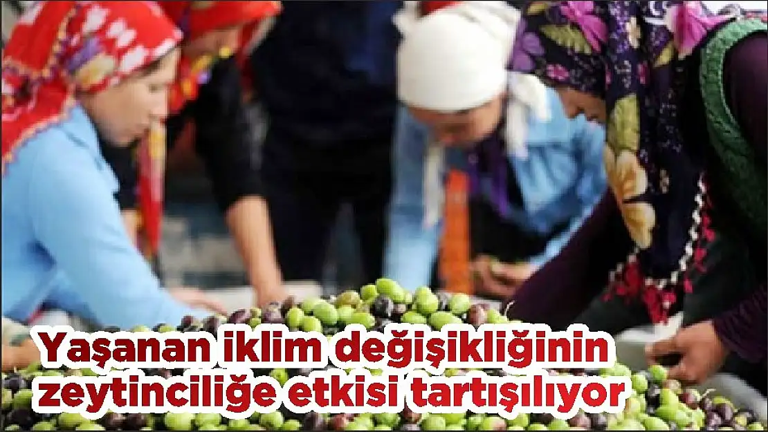 Yaşanan iklim değişikliğinin zeytinciliğe etkisi tartışılıyor