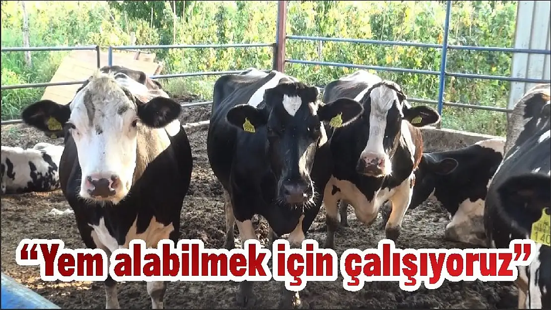 'Yem alabilmek için çalışıyoruz'