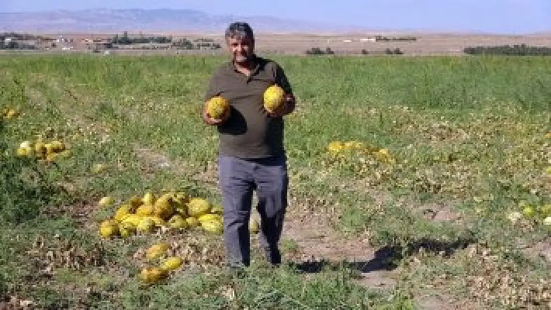 Yozgat’ta kavun ve karpuz hasadı sürüyor