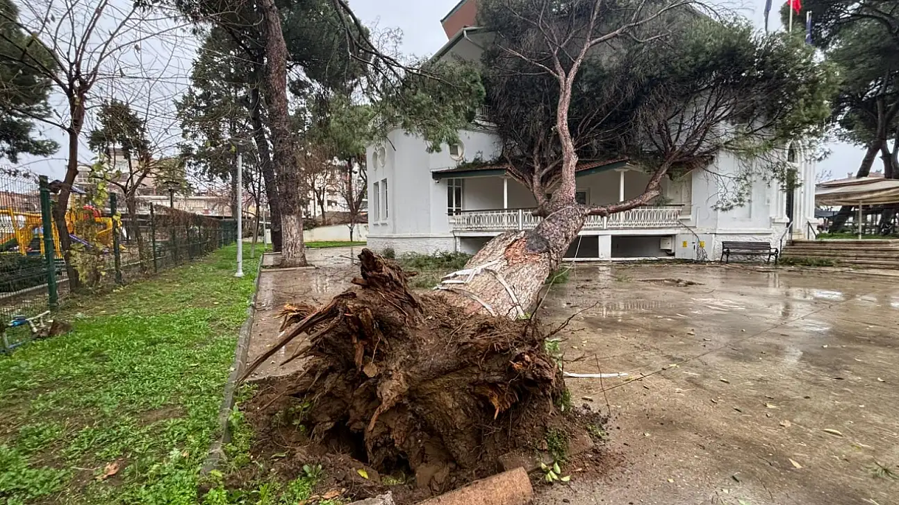 İZMİR BÜYÜKŞEHİR'İN ÖDEMİŞ'TEKİ HİZMET BİNASINA ASIRLIK AĞAÇ DEVRİLDİ
