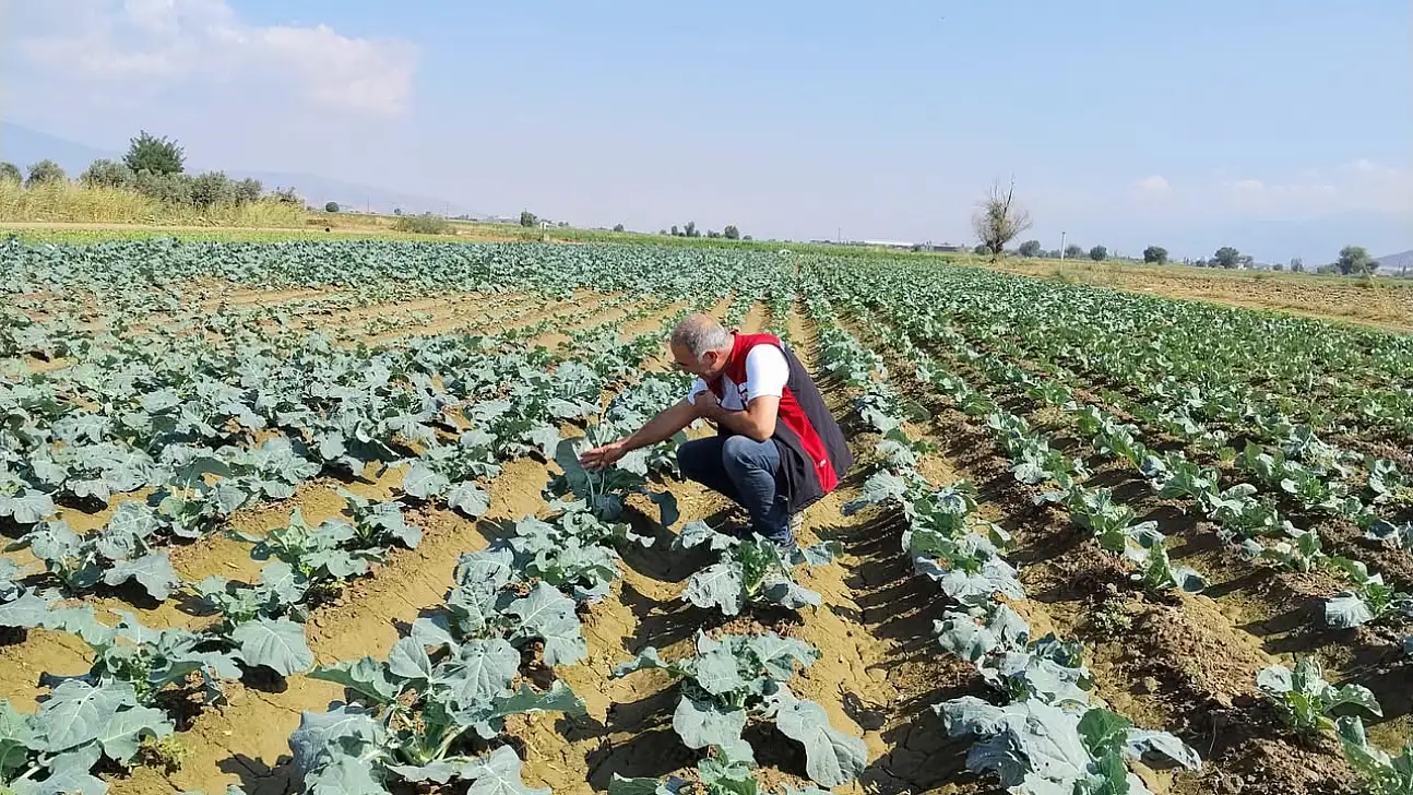Tire'de Kışlık Sebze Fideleri Kontrol Edildi