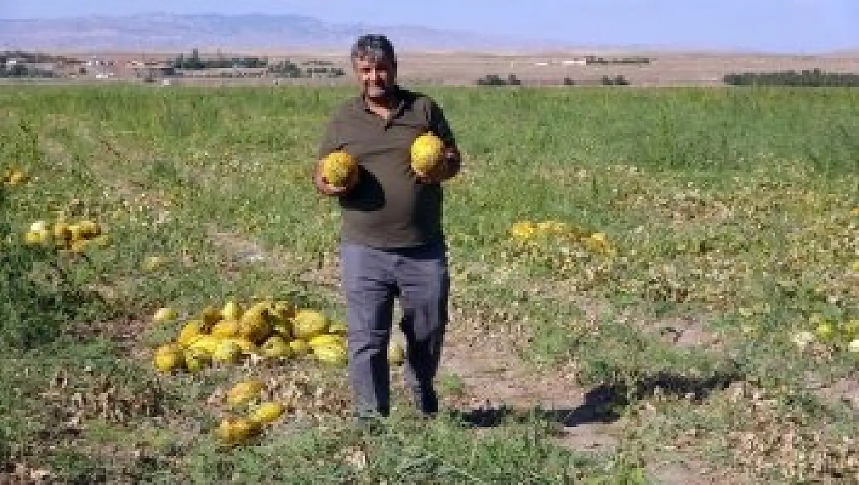 Yozgat’ta kavun ve karpuz hasadı sürüyor