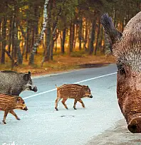 AYDIN'DA BİR KASAPTAN ŞAŞIRTAN HAREKET: BABASININ HAYRINA 500 KİLO DOMUZ ETİ DAĞITTI