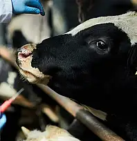 BAYINDIR'DA ŞAP HASTALIĞI TAMAMEN SÖNDÜRÜLDÜ